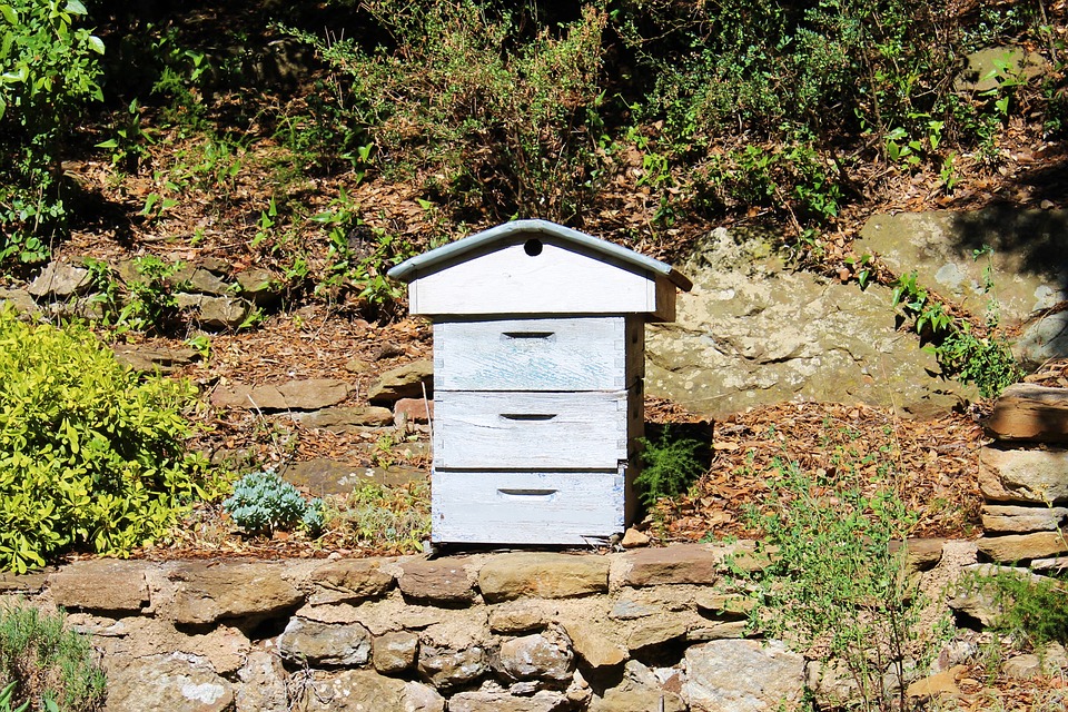 Pourquoi installer une ruche dans son jardin ?